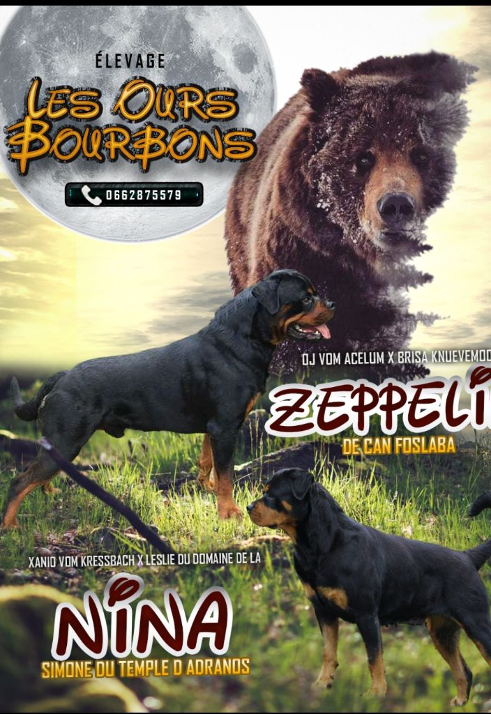 Des Ours Bourbons - Gestation confirmée