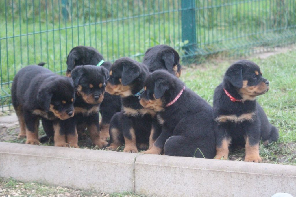 chiot Rottweiler Des Ours Bourbons