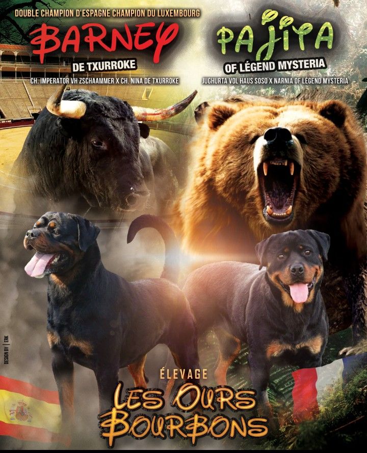 chiot Rottweiler Des Ours Bourbons