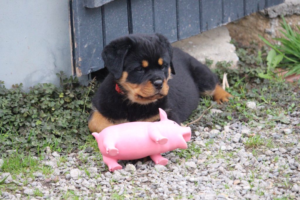 Des Ours Bourbons - Chiot disponible  - Rottweiler