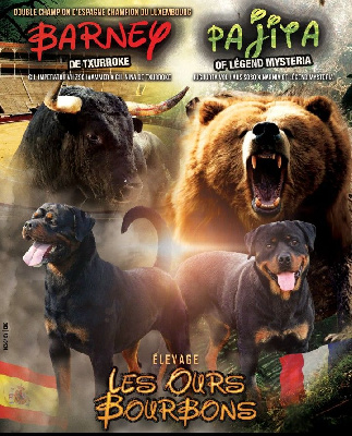 Des Ours Bourbons - Rottweiler - Portée née le 14/09/2022