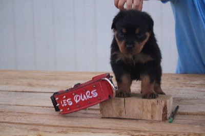 U Balou des ours bourbons 