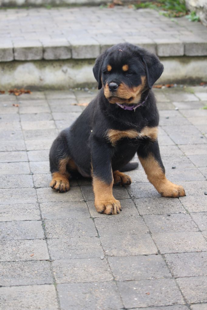 Des Ours Bourbons - Chiot disponible  - Rottweiler