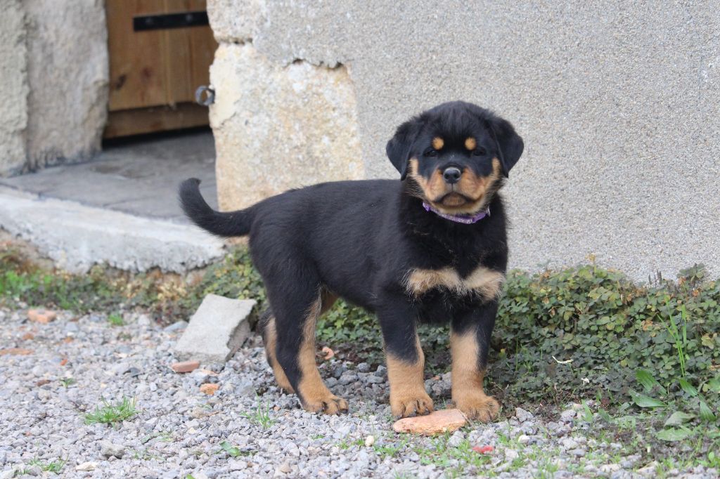 Des Ours Bourbons - Chiot disponible  - Rottweiler