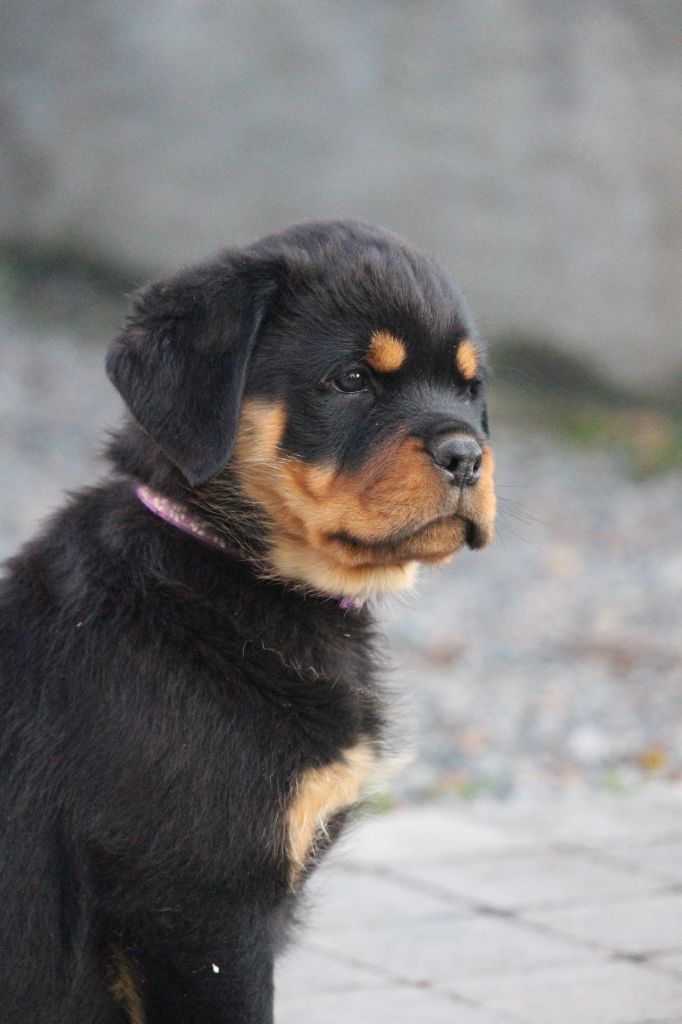 Des Ours Bourbons - Chiot disponible  - Rottweiler