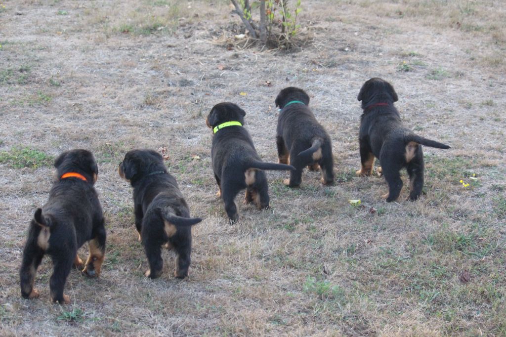 chiot Rottweiler Des Ours Bourbons