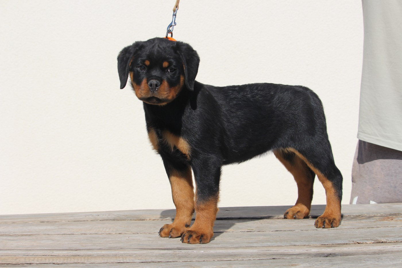 Alligator Of Legend Mysteria