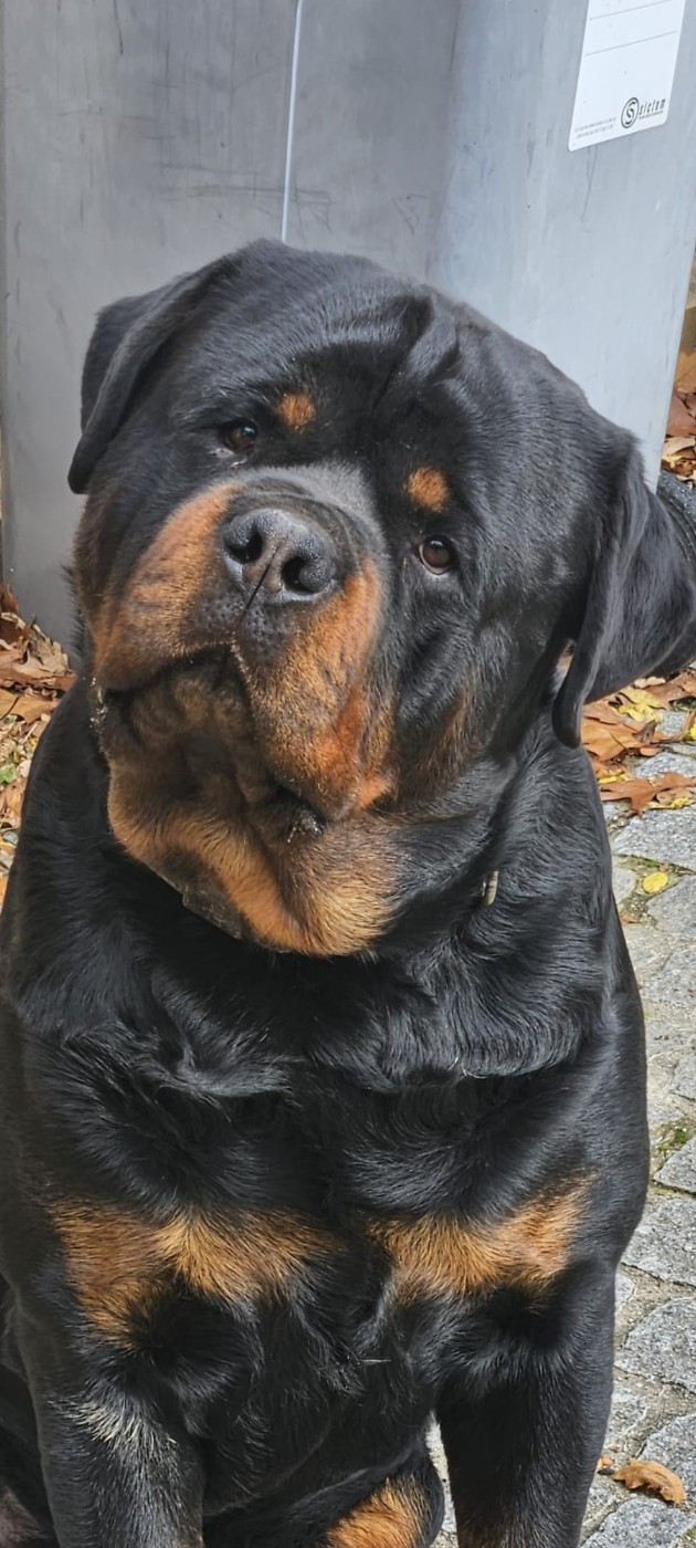 Uber bear des Ours Bourbons 2 ans