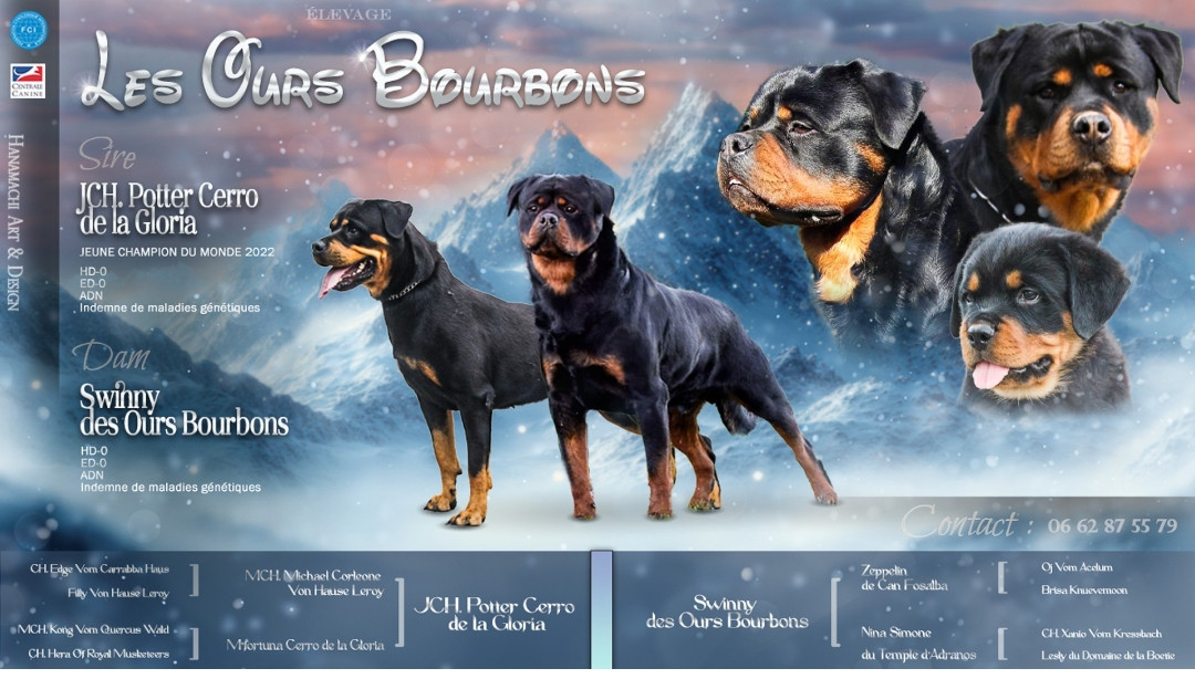 Chiot Rottweiler Des Ours Bourbons