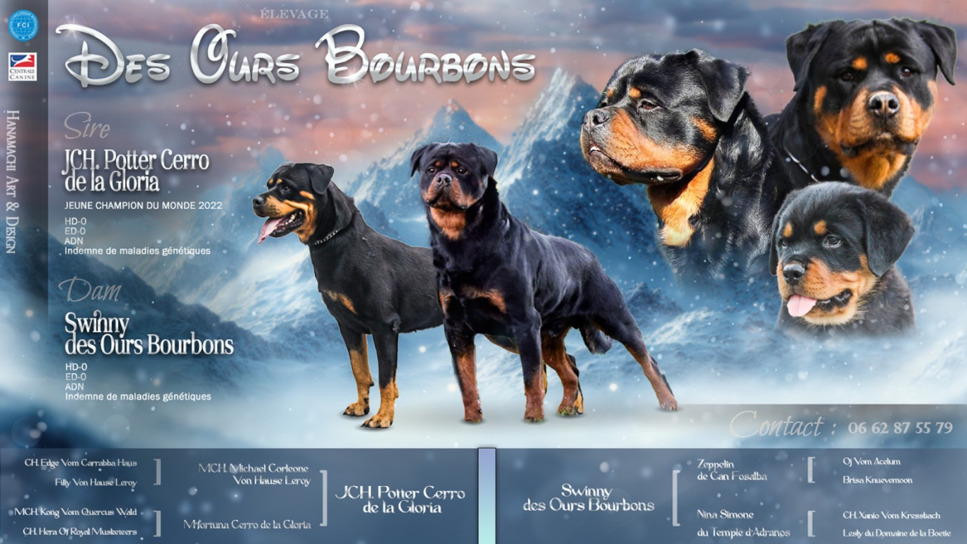 Des Ours Bourbons - Chiots disponibles - Rottweiler