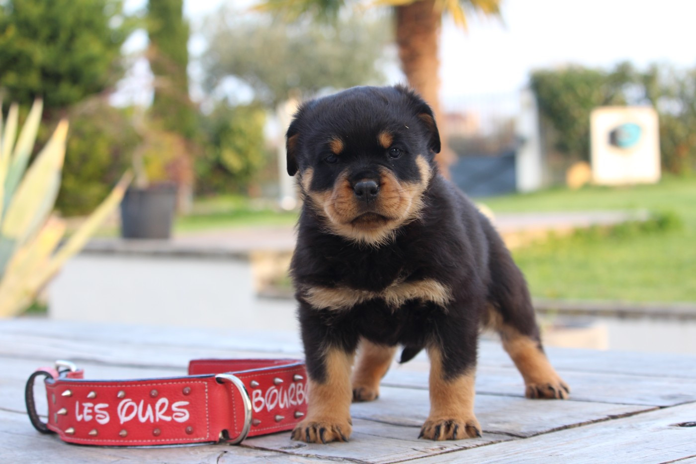 Bahia des Ours Bourbons