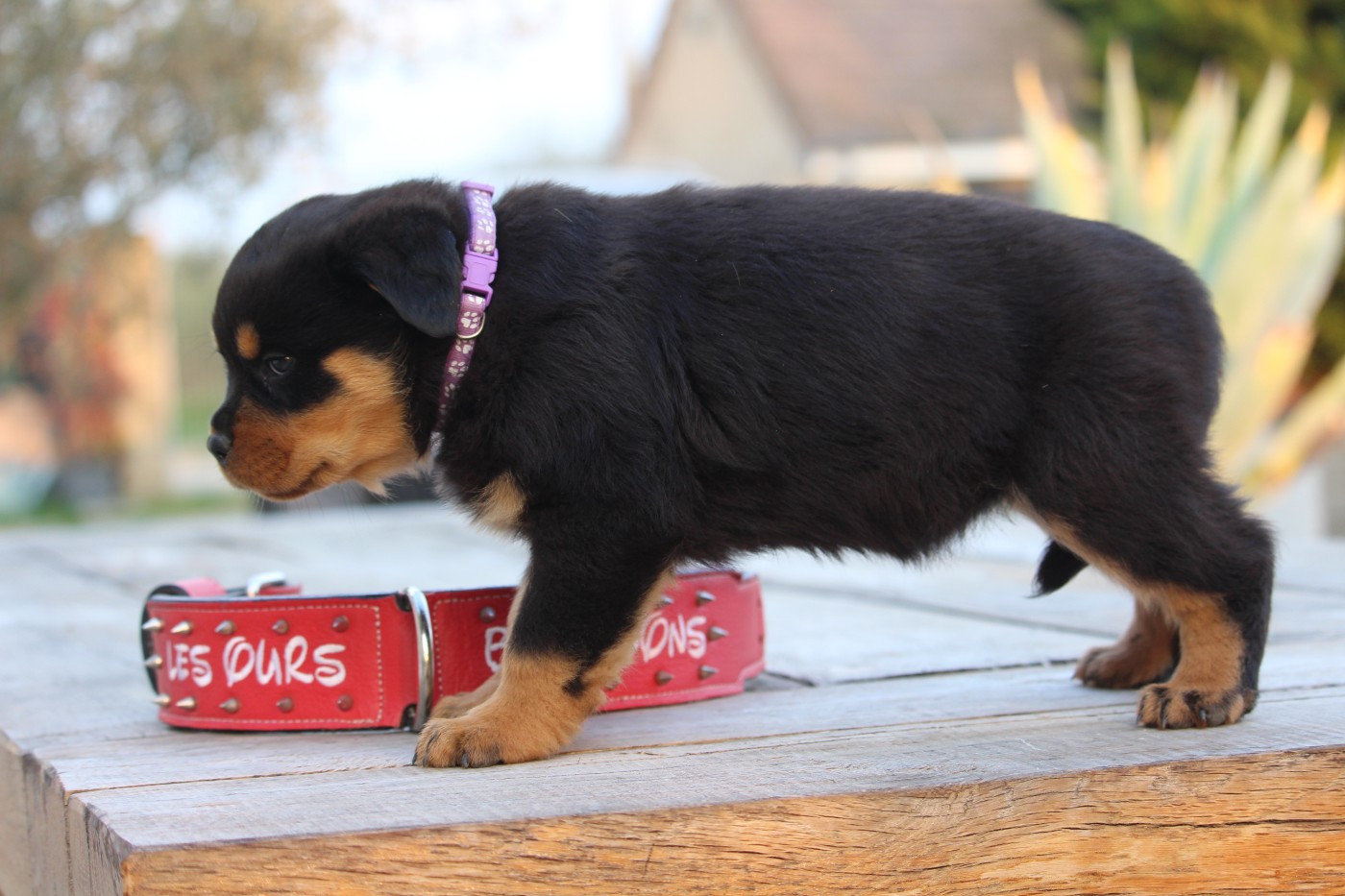 Des Ours Bourbons - Chiots disponibles - Rottweiler