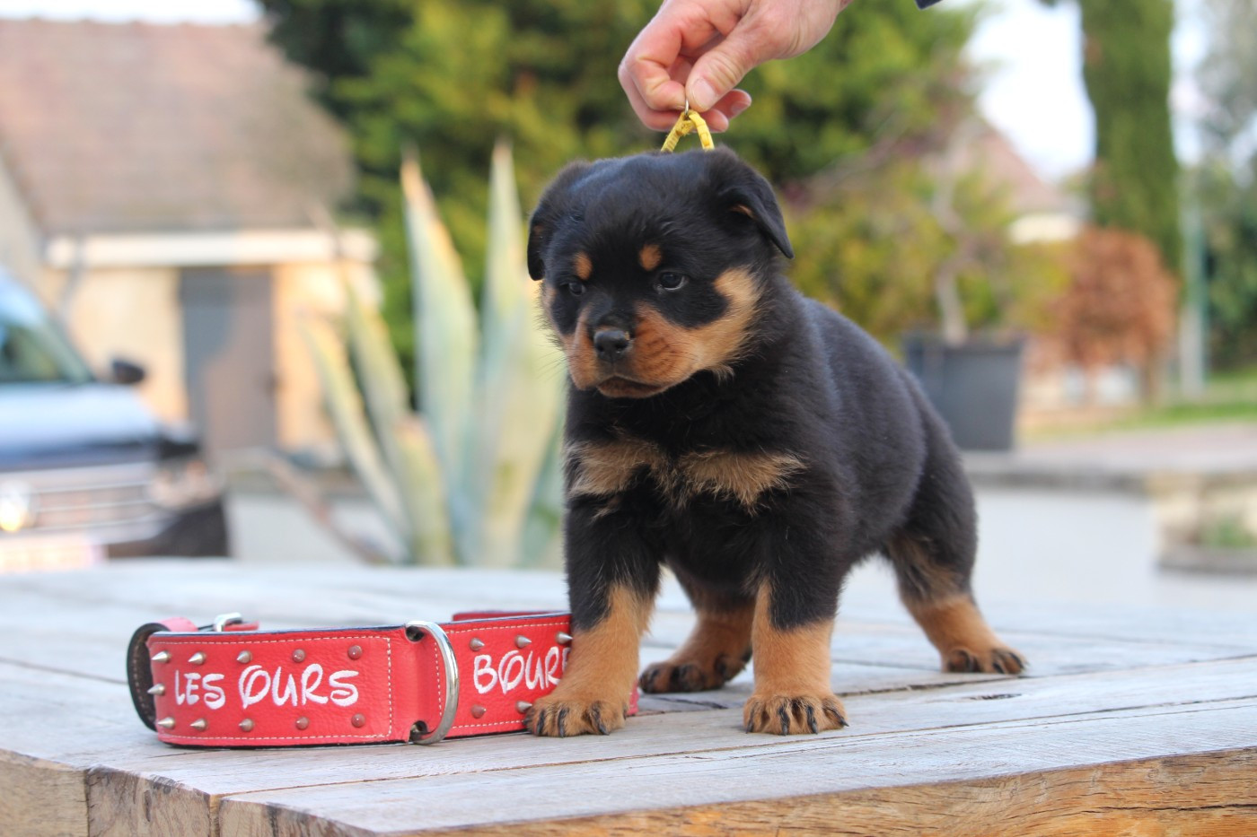 Des Ours Bourbons - Chiots disponibles - Rottweiler