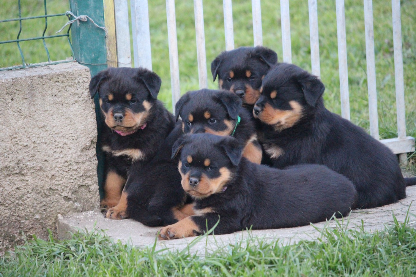 Des Ours Bourbons - Rottweiler - Portée née le 07/02/2026