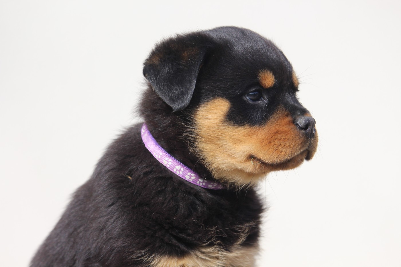 Des Ours Bourbons - Chiots disponibles - Rottweiler